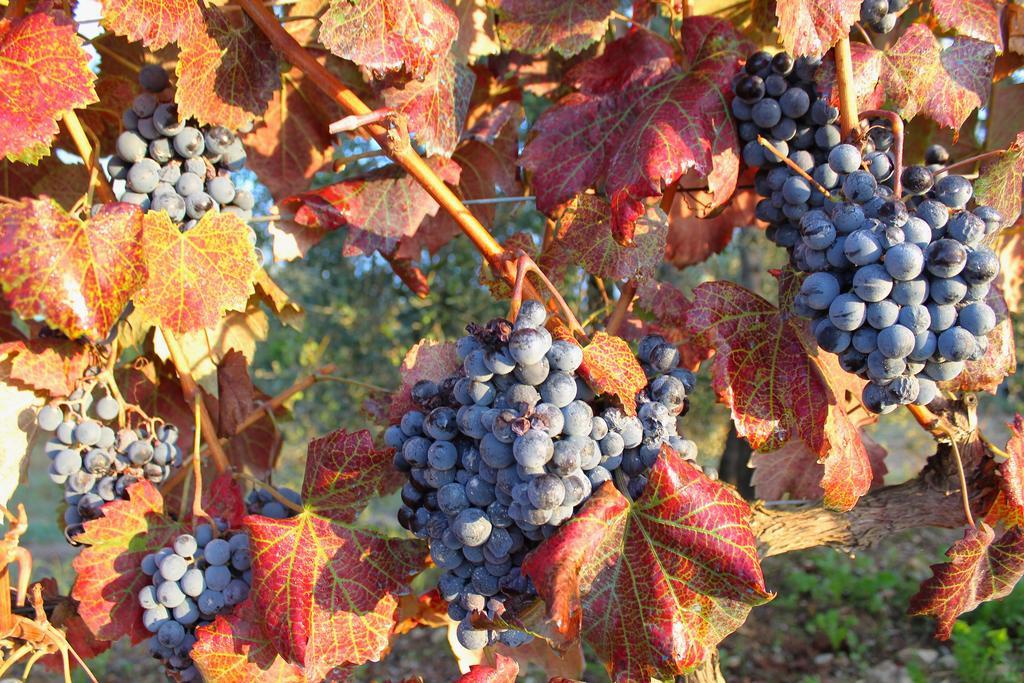 Locanda Le Piazze Castellina in Chianti Exterior photo